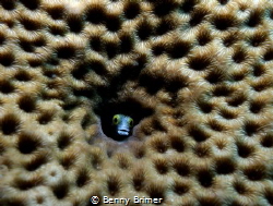 Jawfish in coral by Benny Brimer 